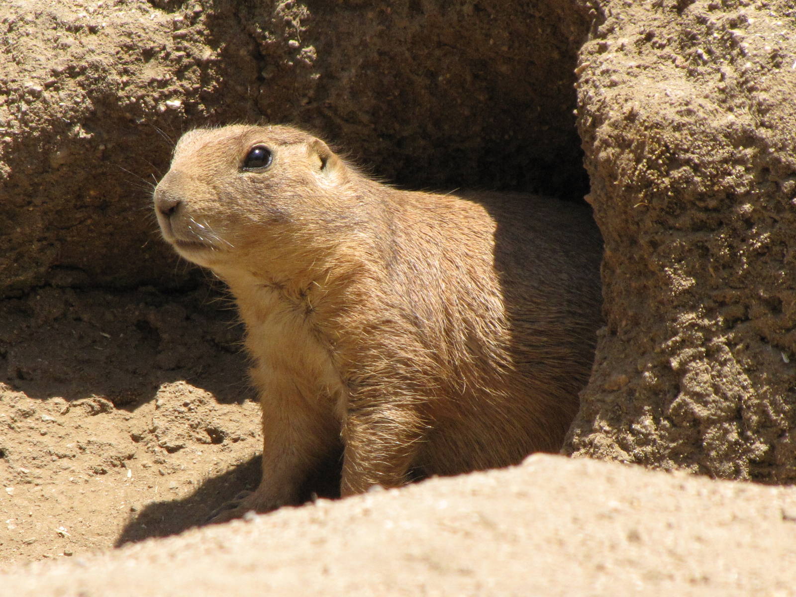 Prairie Dog