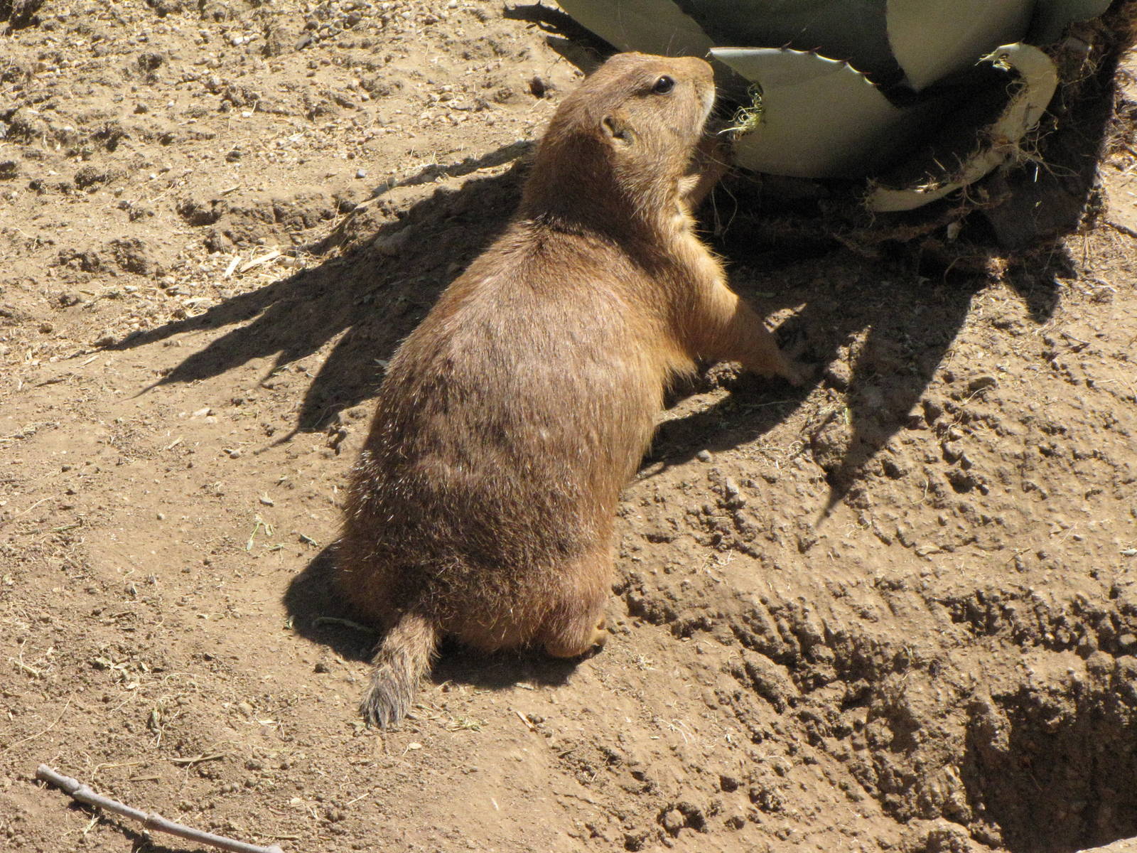 Prairie Dog