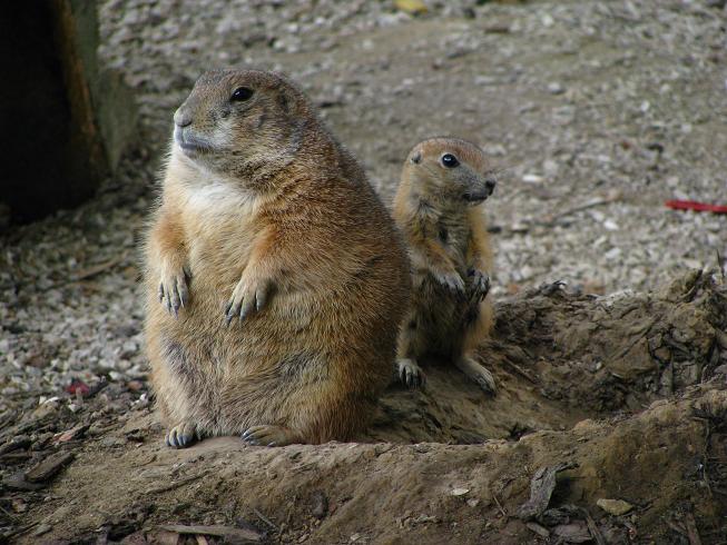 Prairie Dog