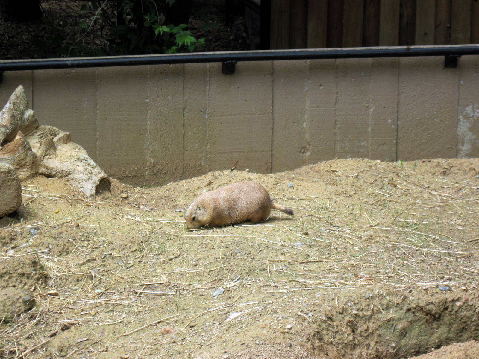 Prairie Dog