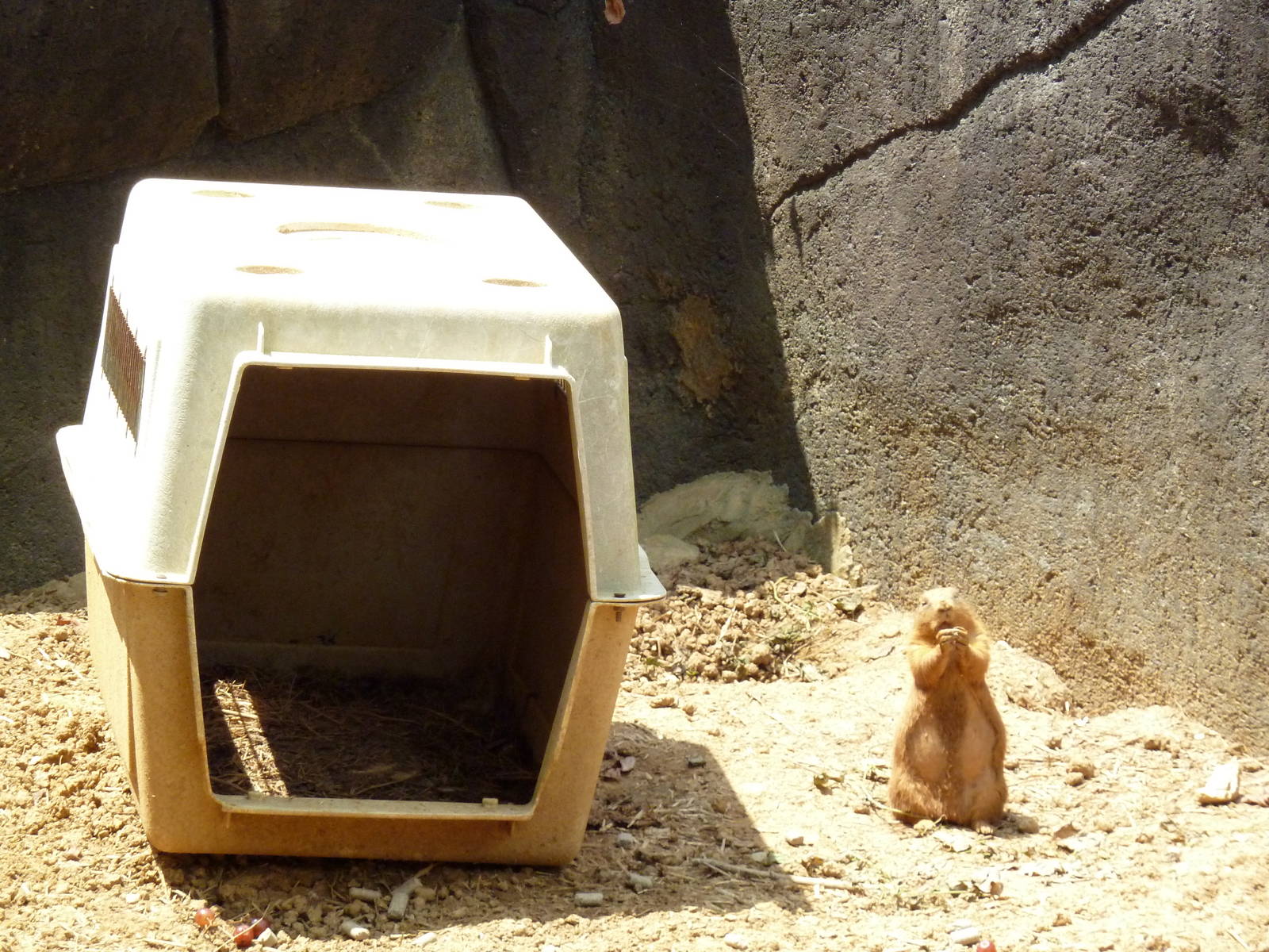 Prairie Dog