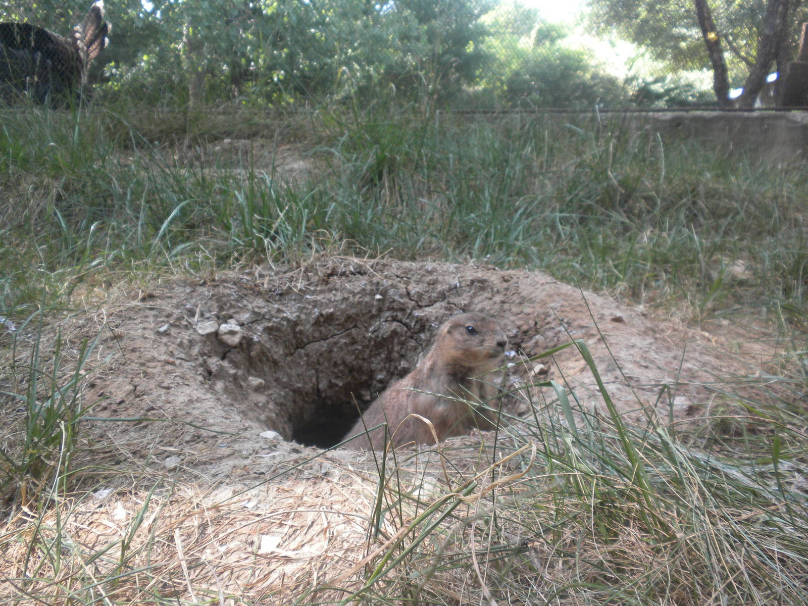 Prairie Dog