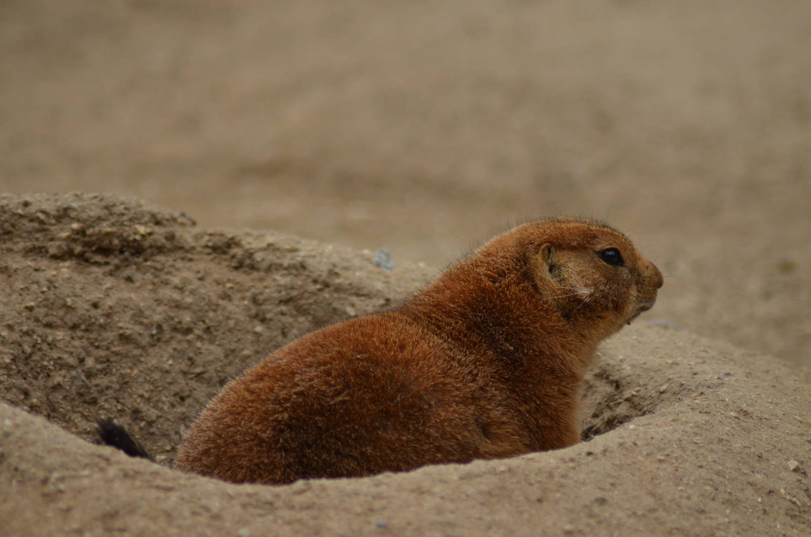 Prairie Dog