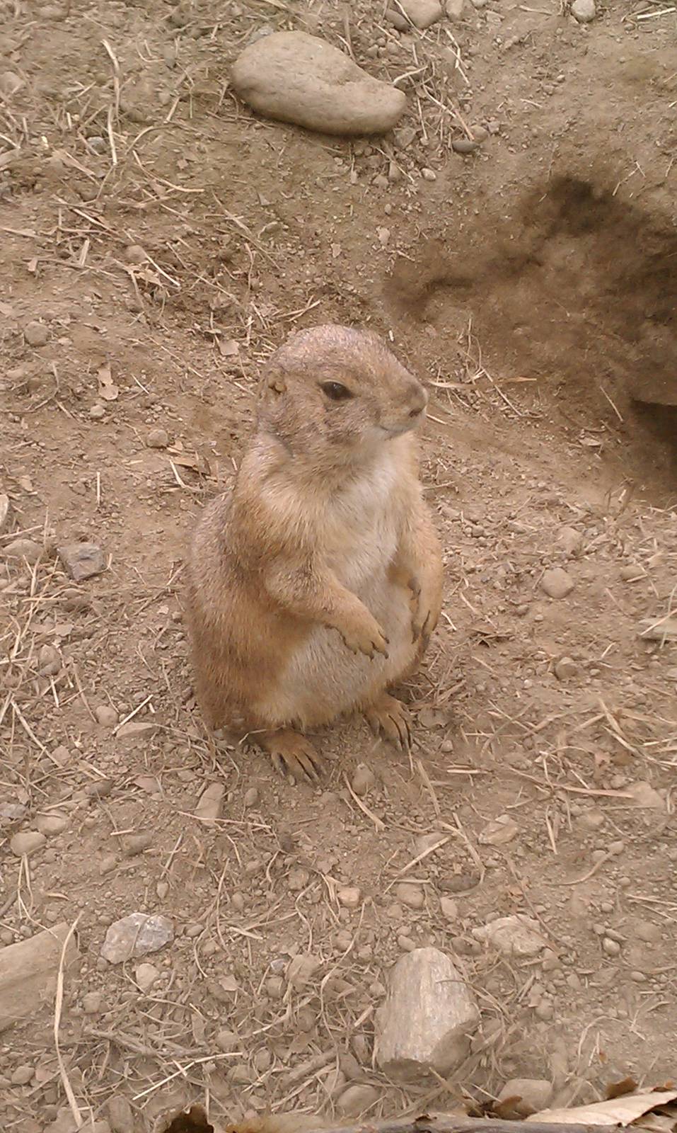 Prairie Dog