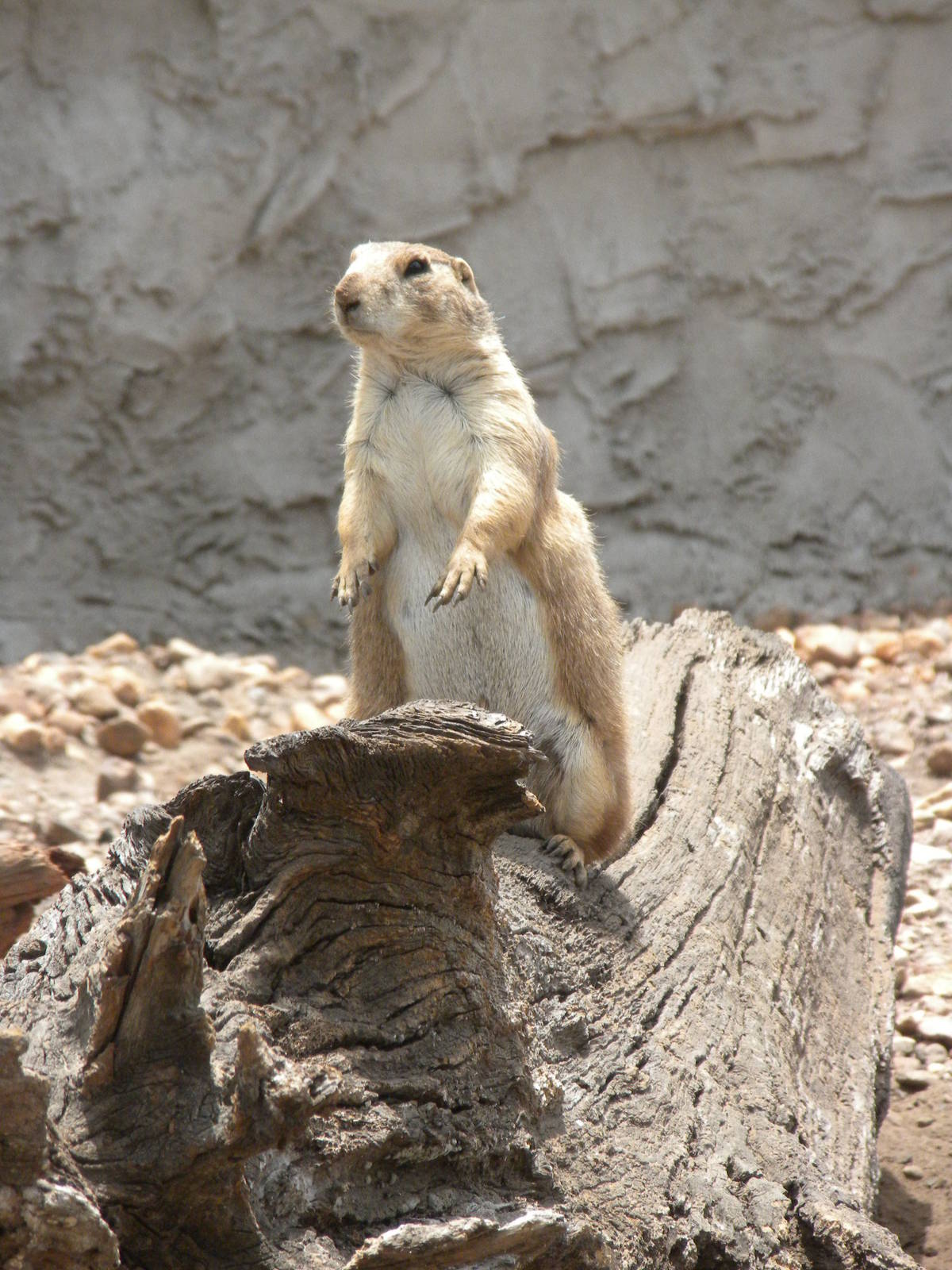 Prairie Dog