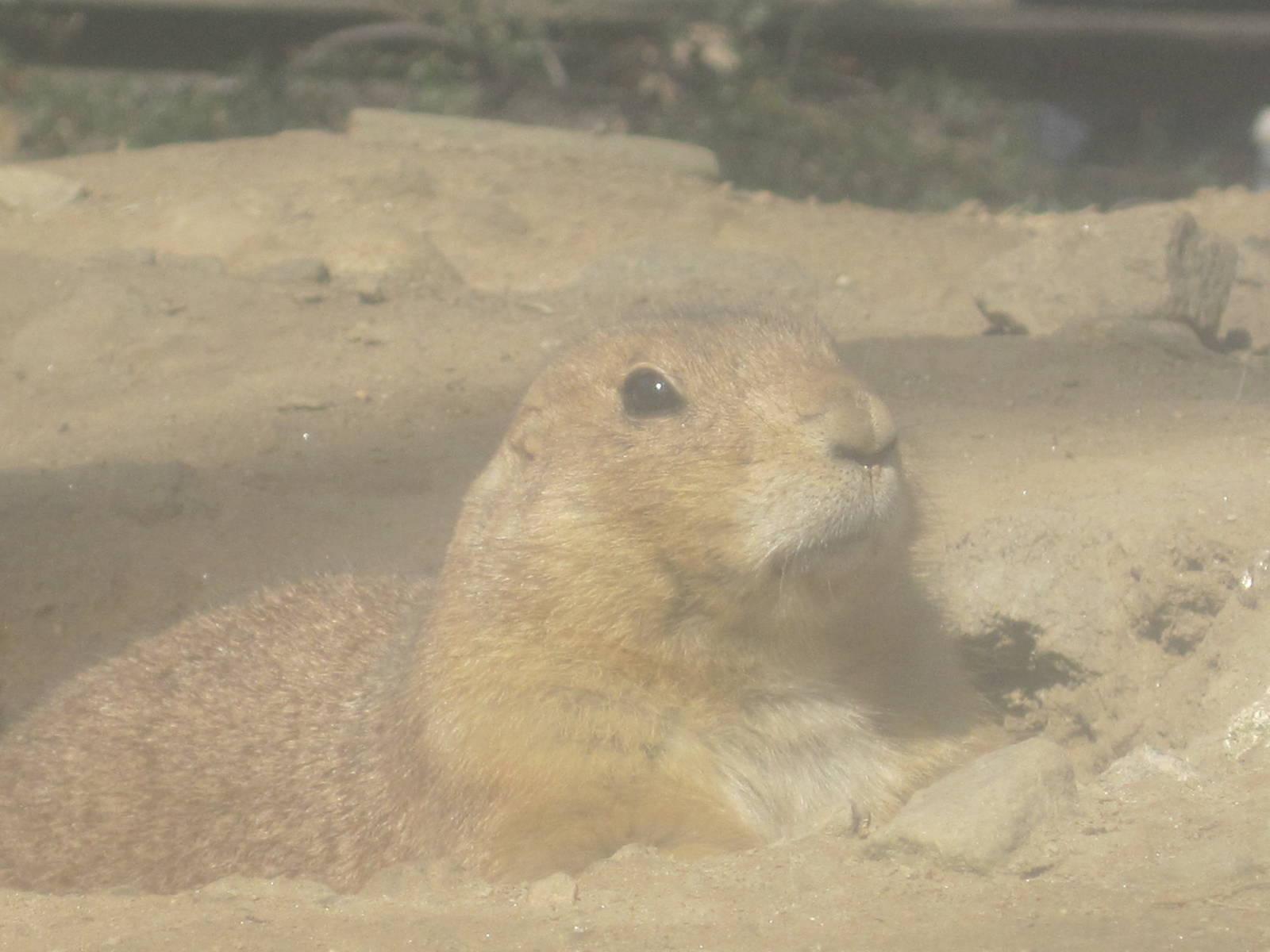 Prairie Dog