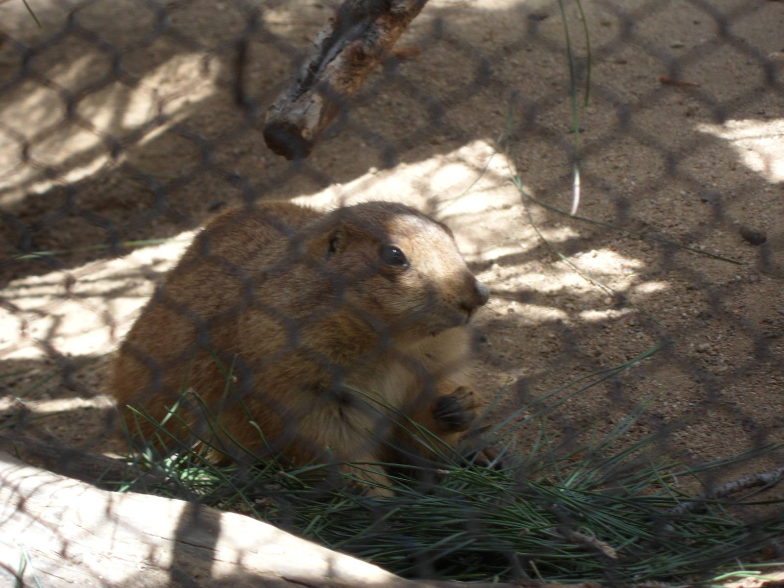 Prairie Dog