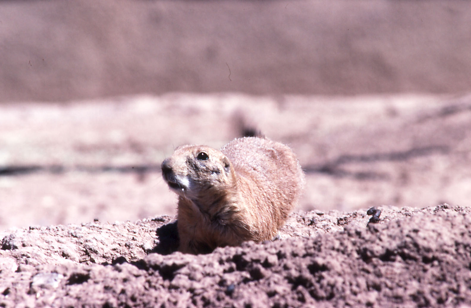 Prairie Dog