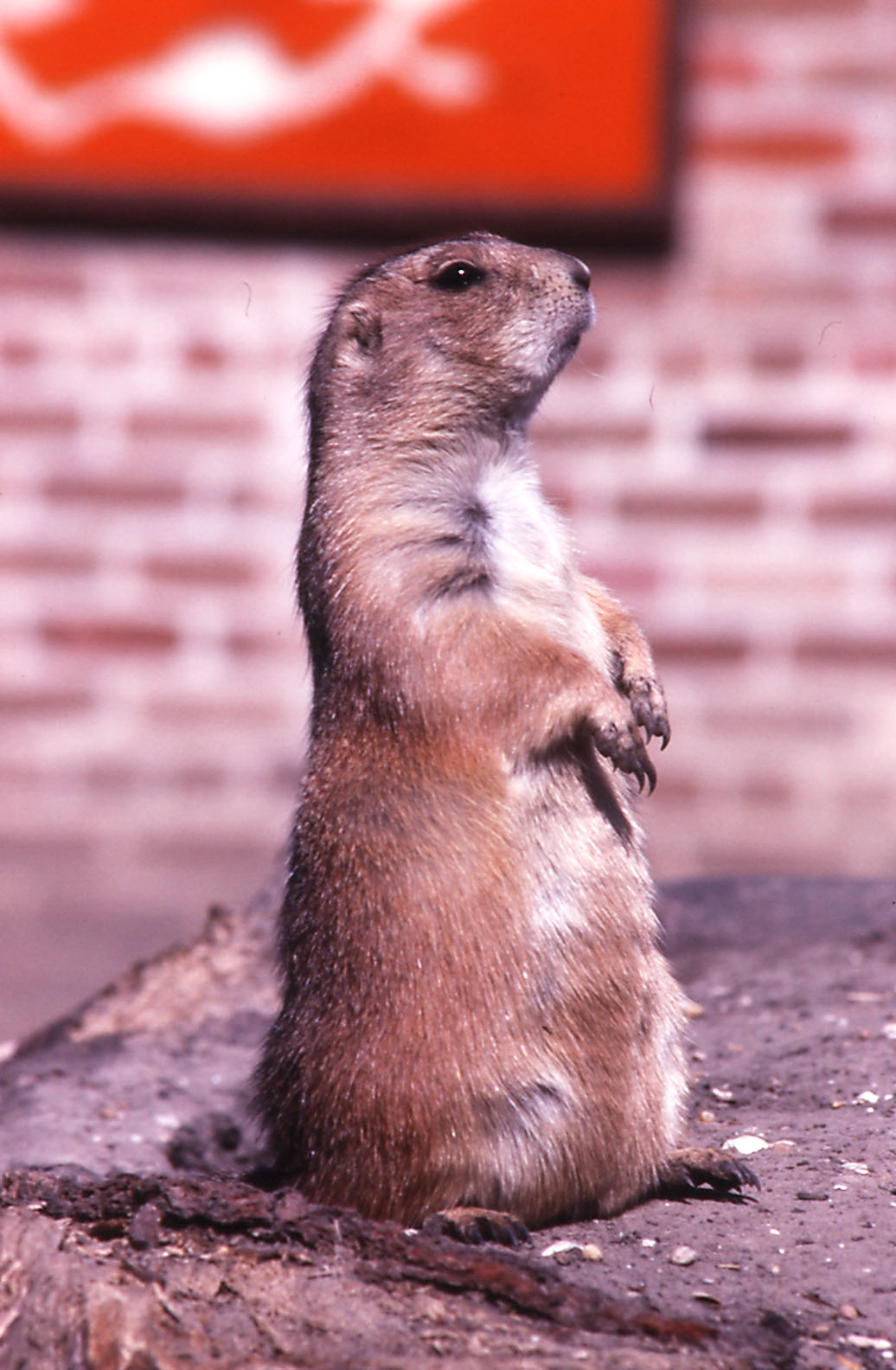 Prairie Dog