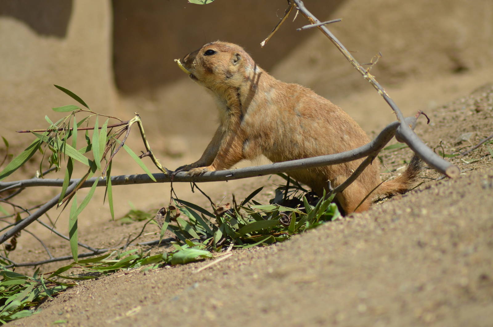 Prairie Dog