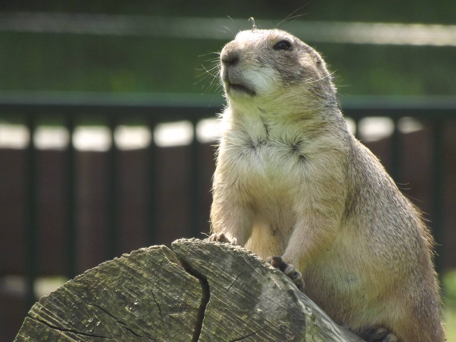 Prairie dog