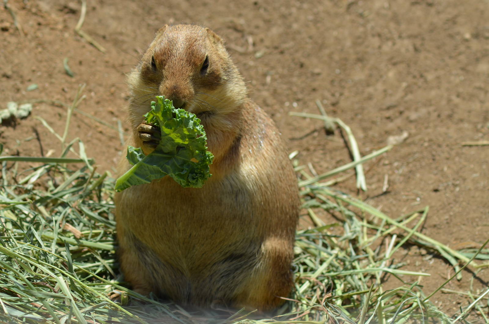 Prairie Dog