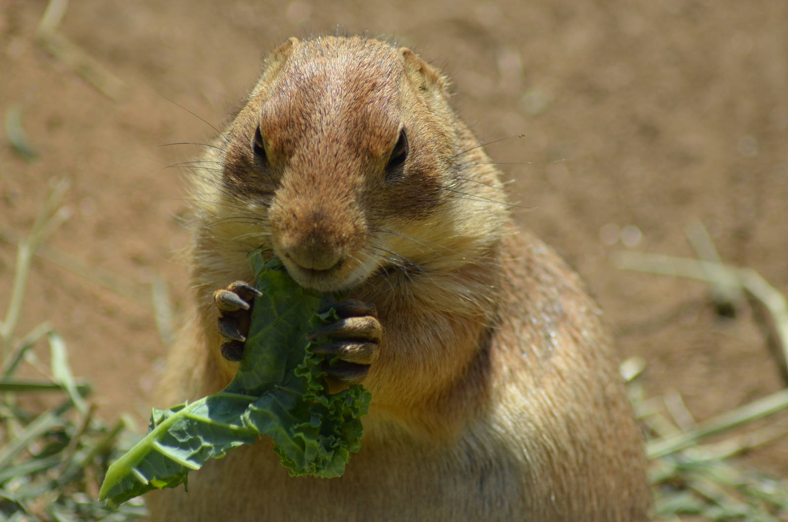 Prairie Dog