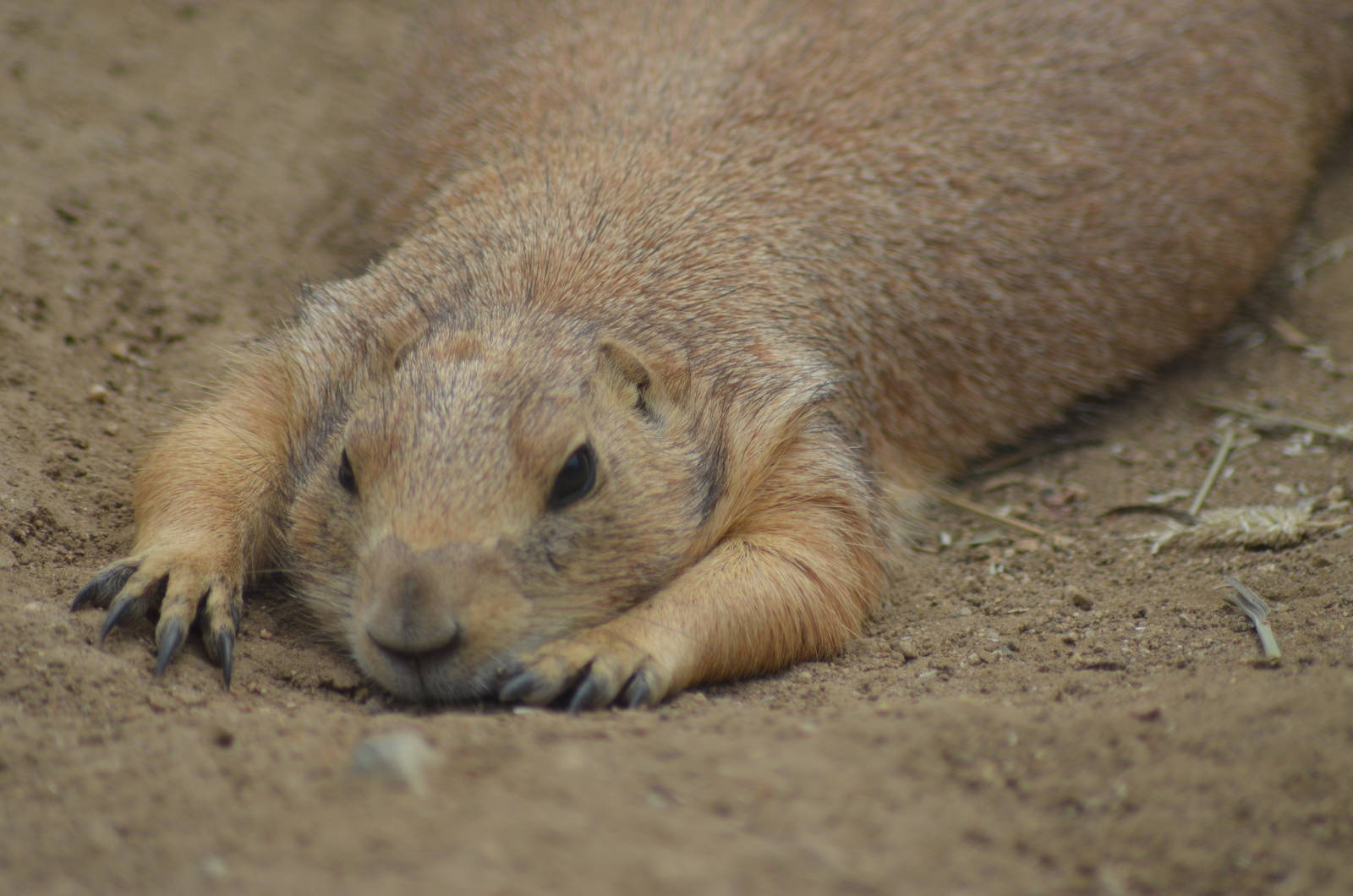 Prairie Dog