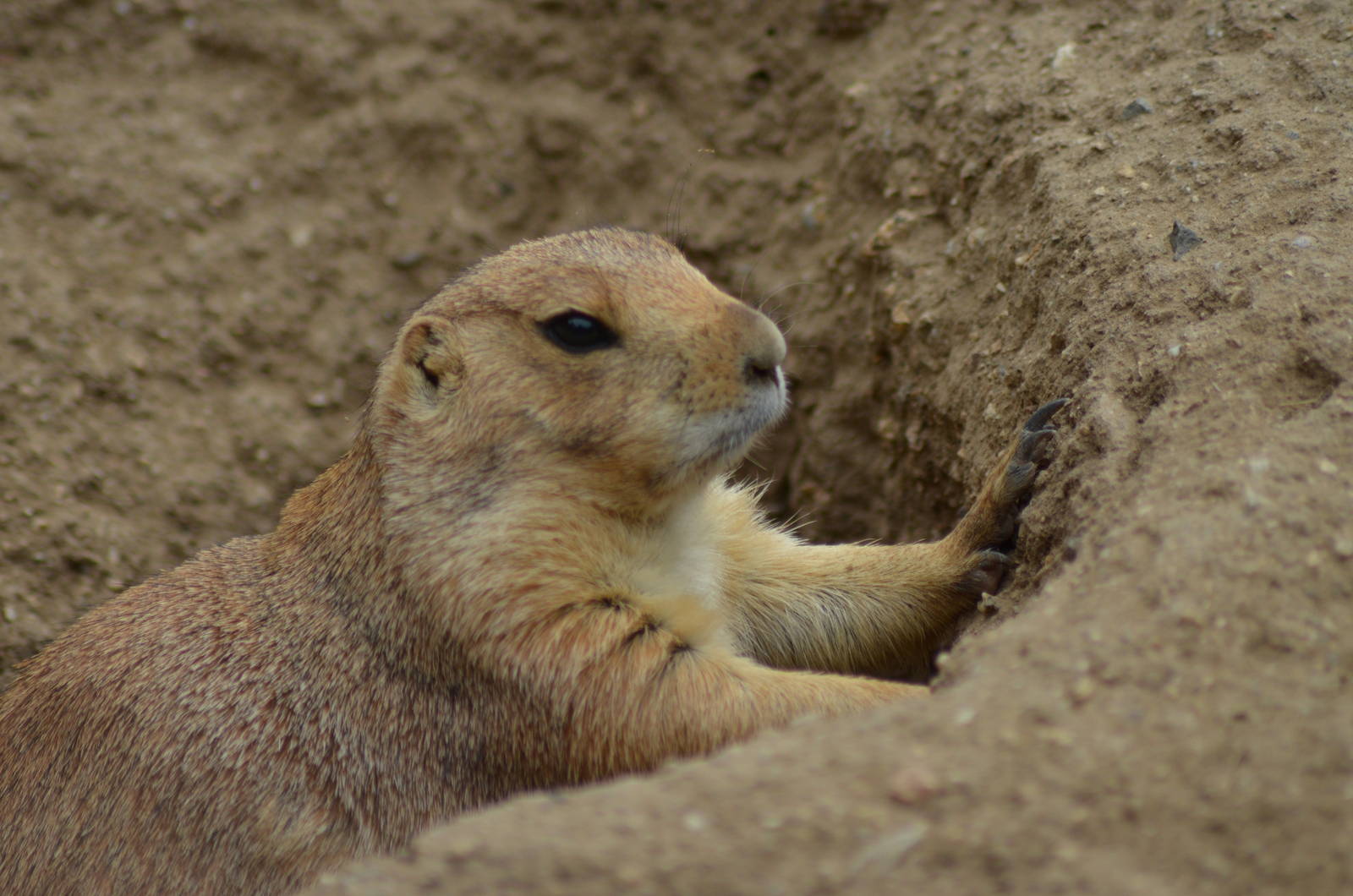 Prairie Dog