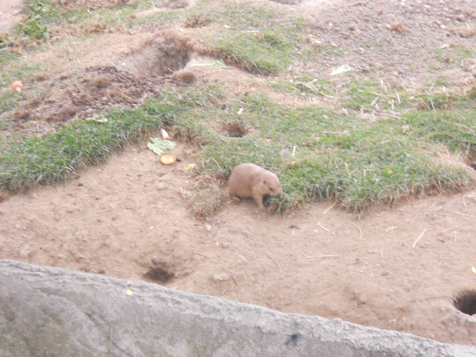 Prairie dog