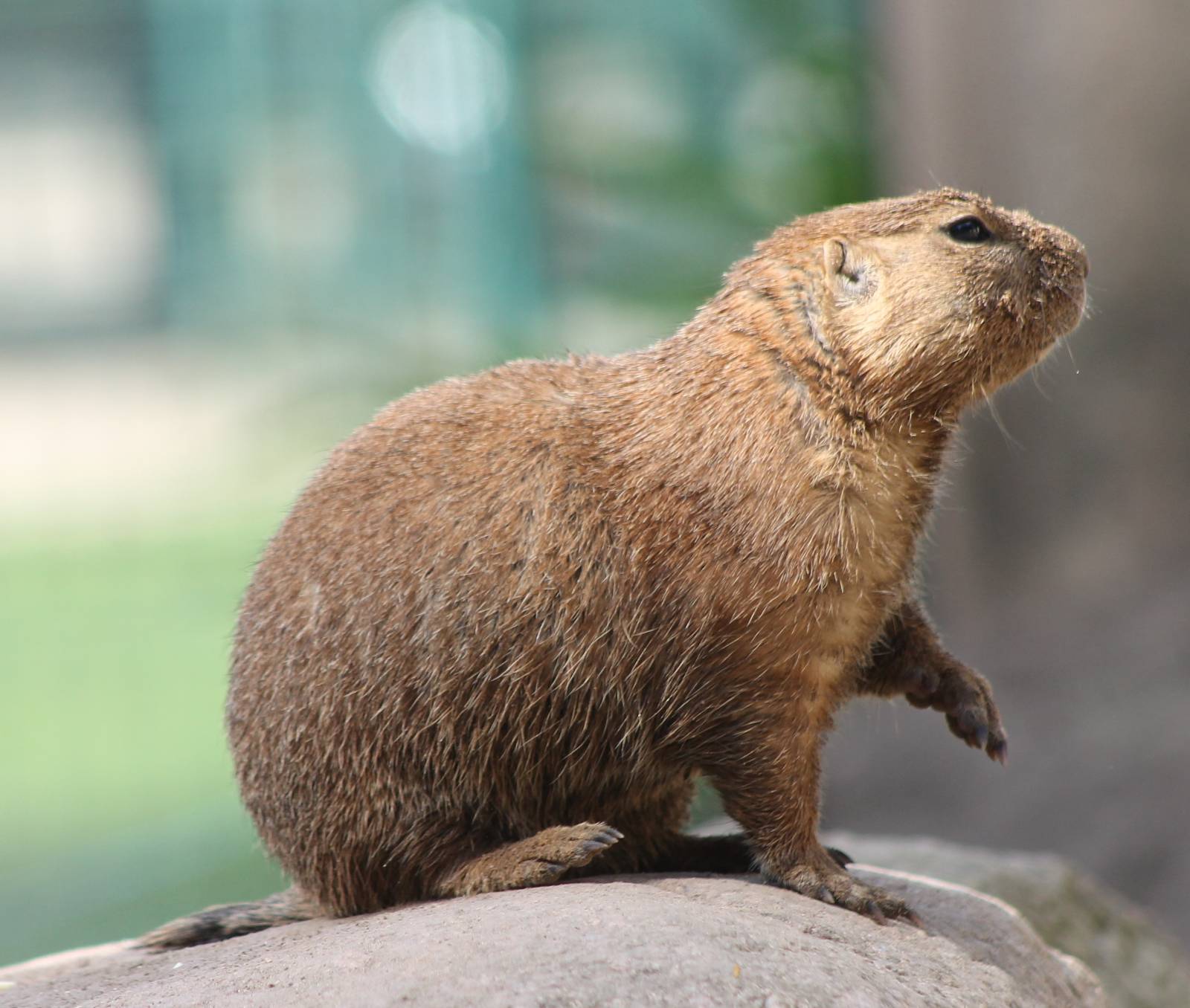 Prairie dog