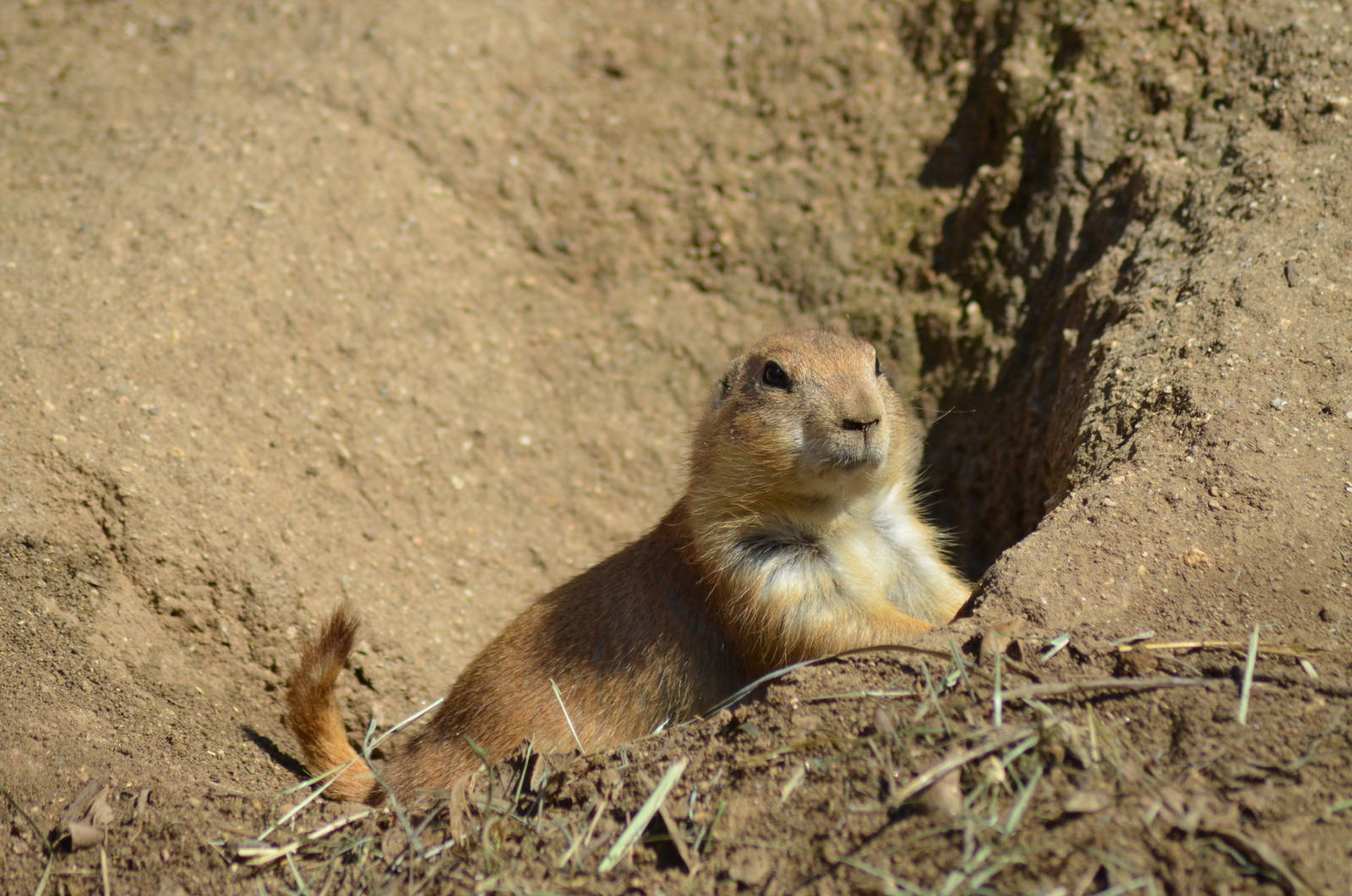 Prairie Dog