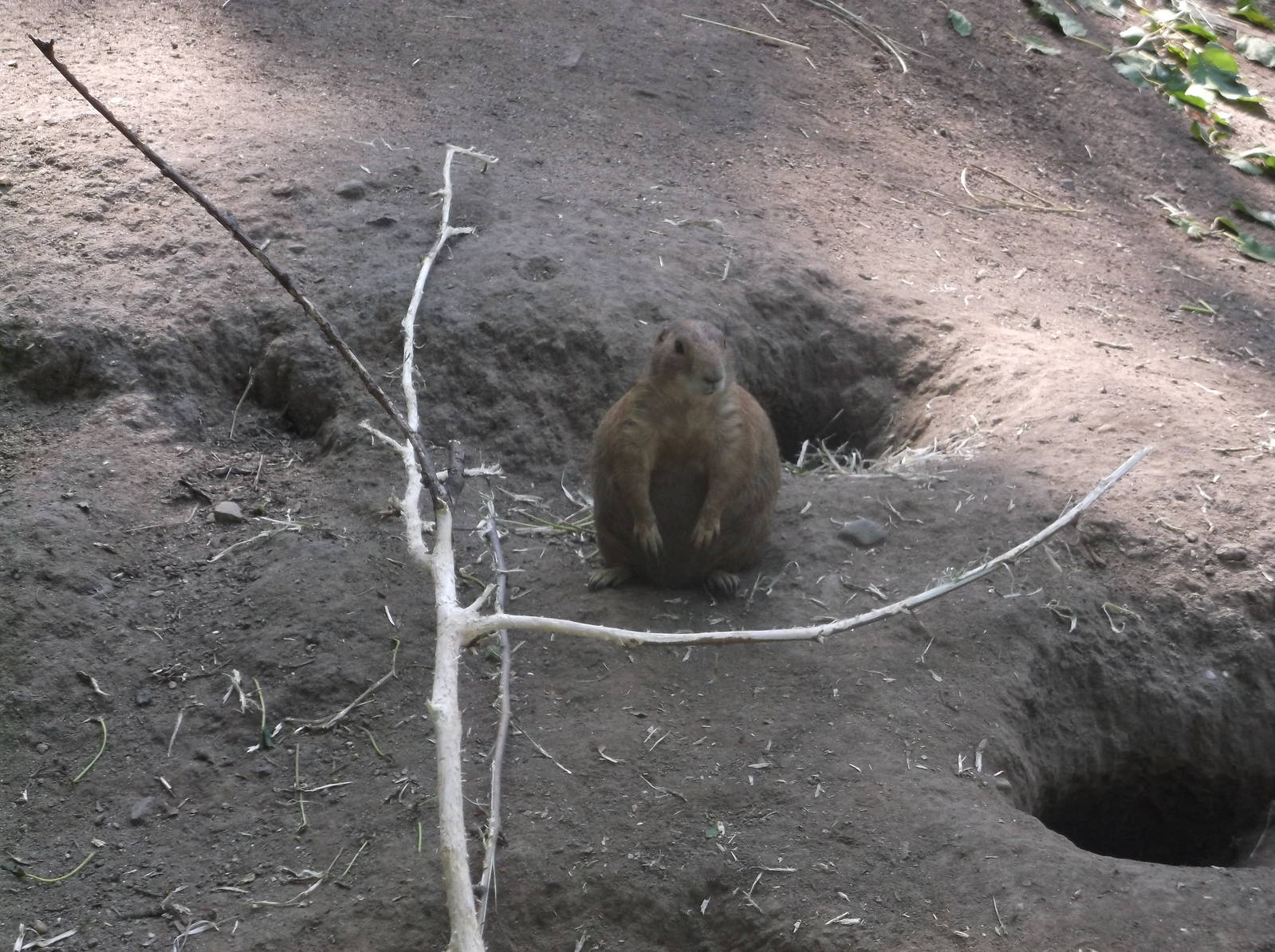 Prairie Dog