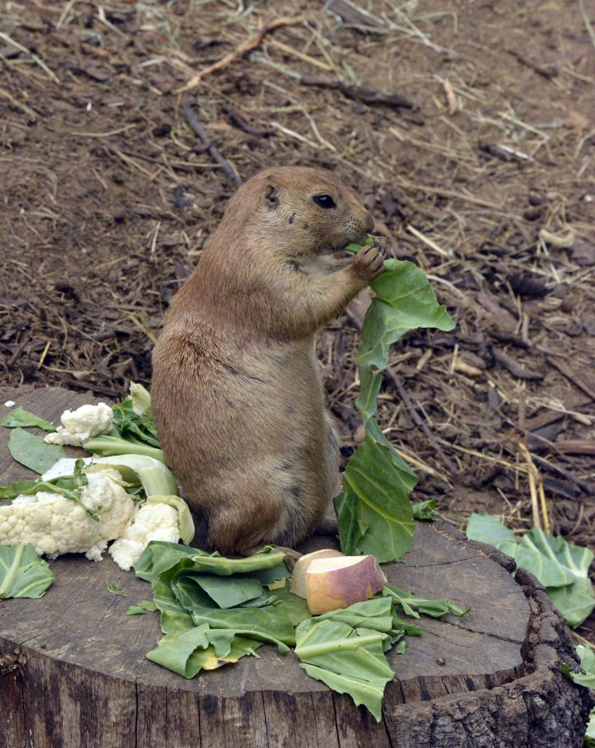 Prairie dog