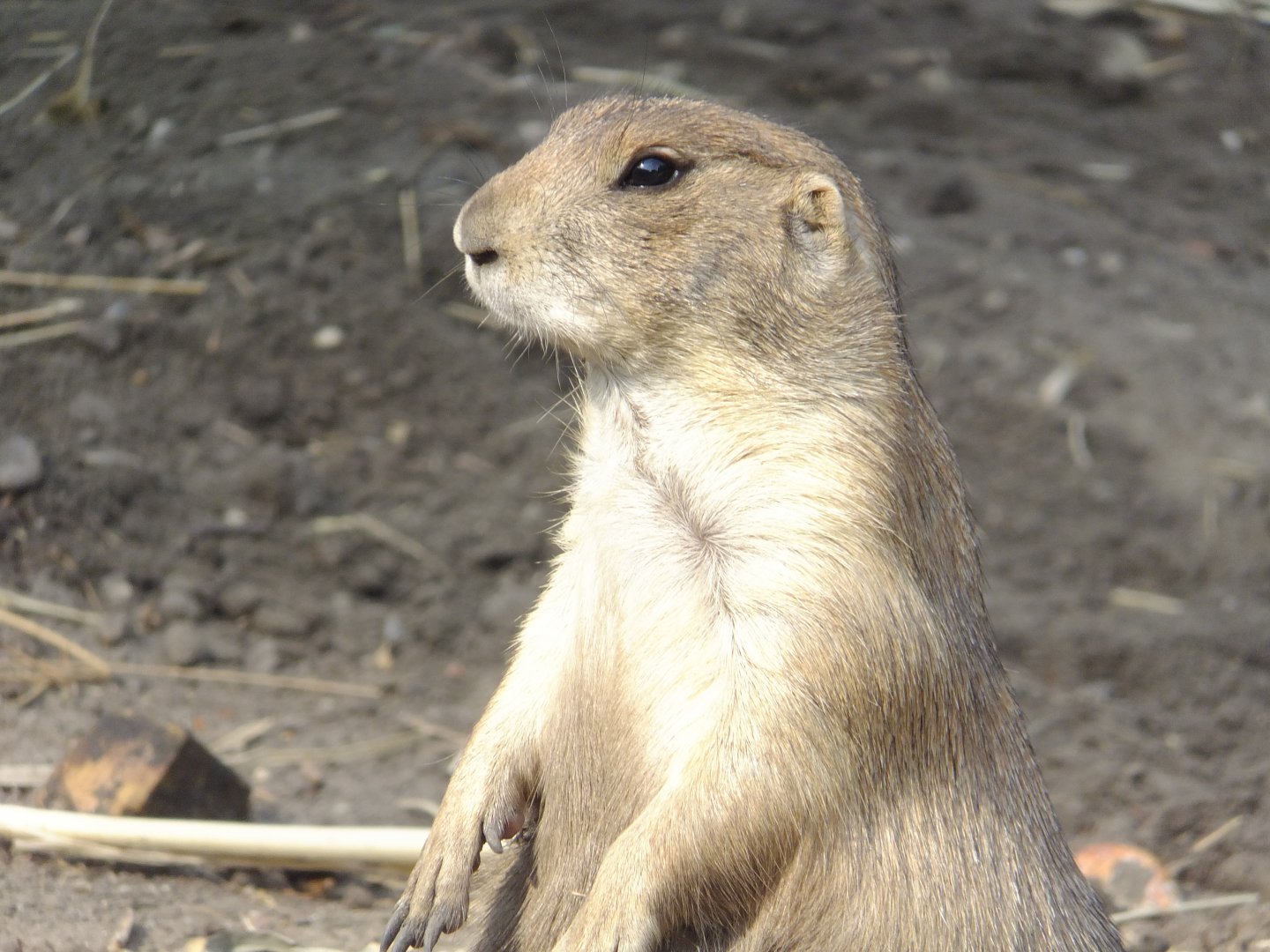 Prairie dog
