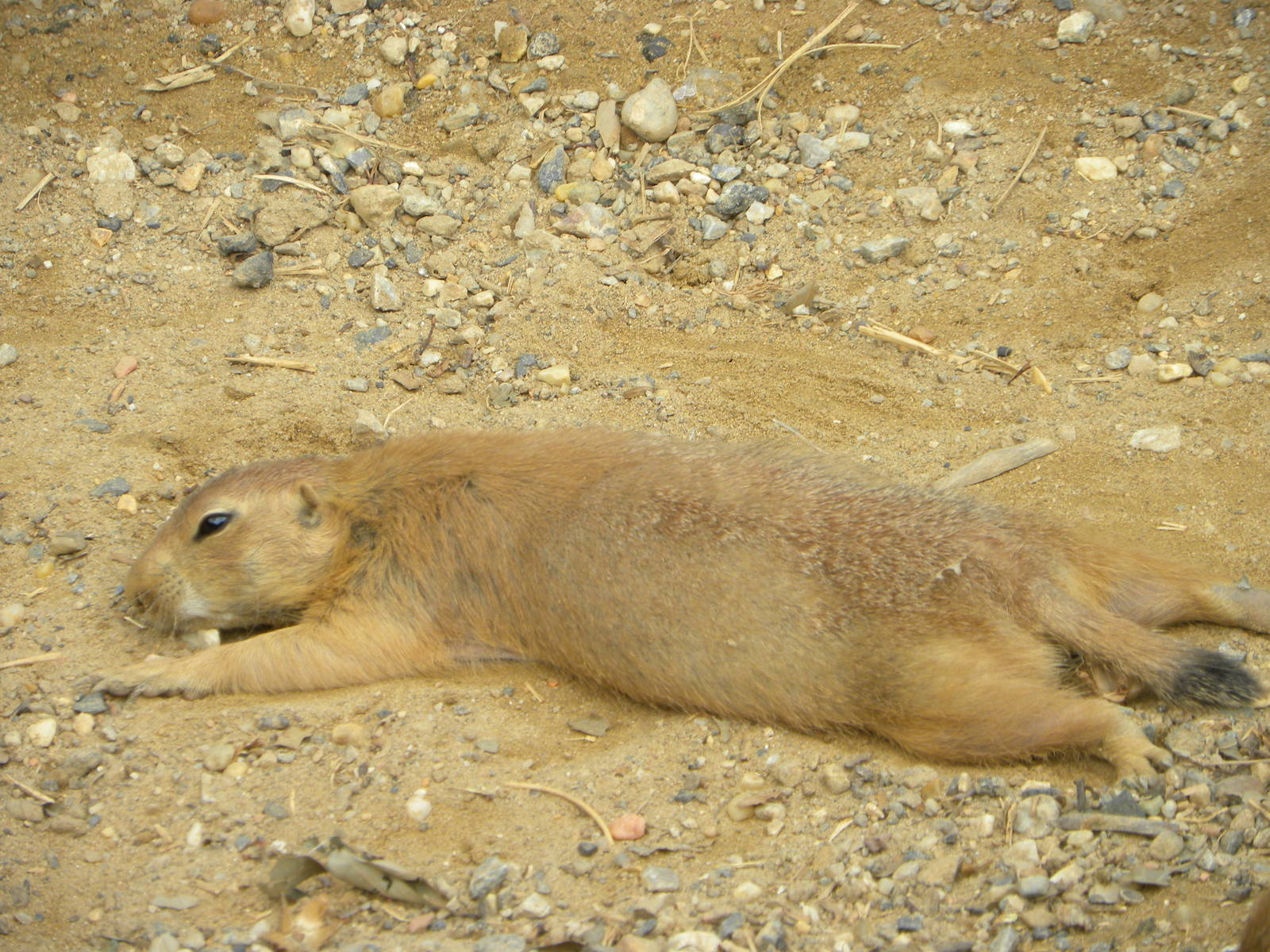 prairie dog