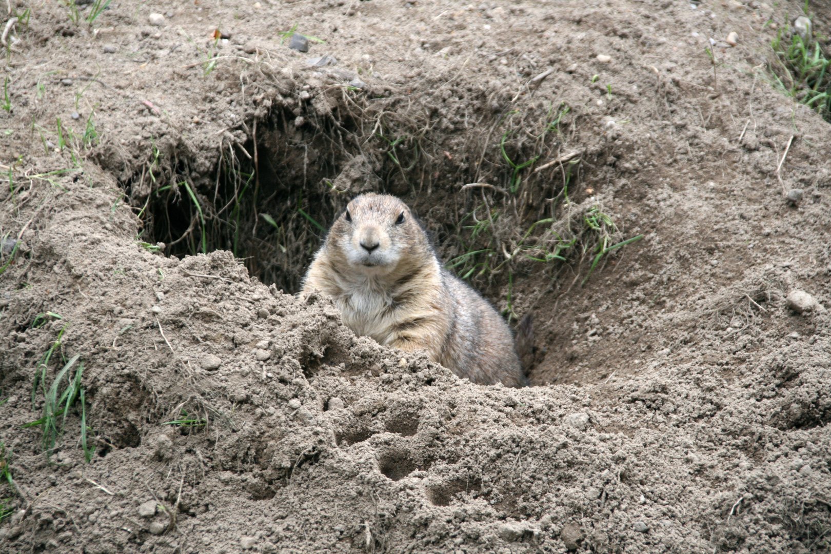 Prairie dog
