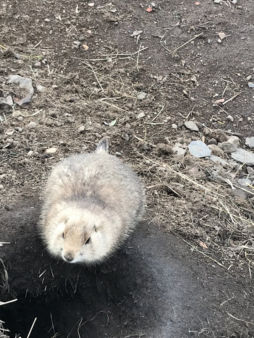 Prairie dog