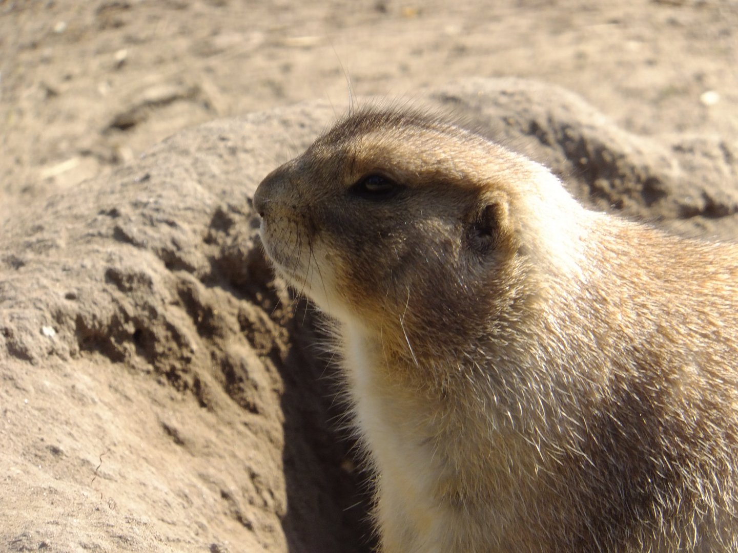 Prairie dog
