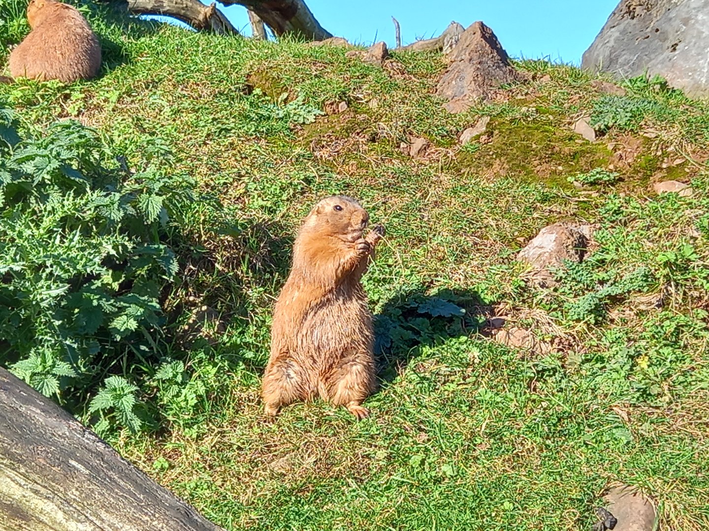 Prairie Dog