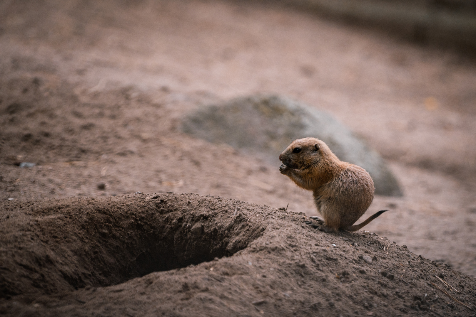 Prairie Dog