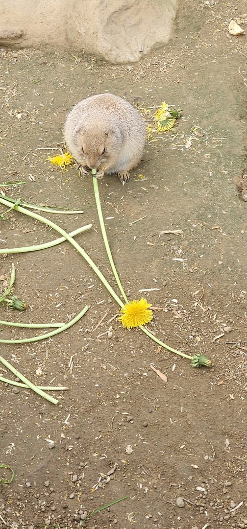 Prairie dog