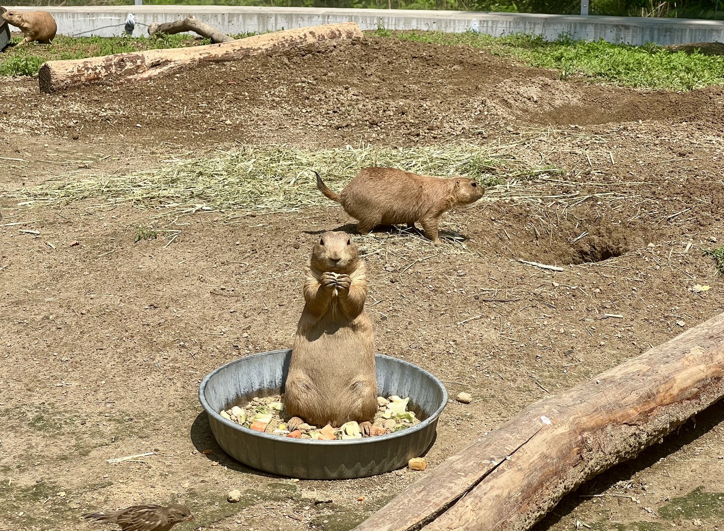 Prairie Dog