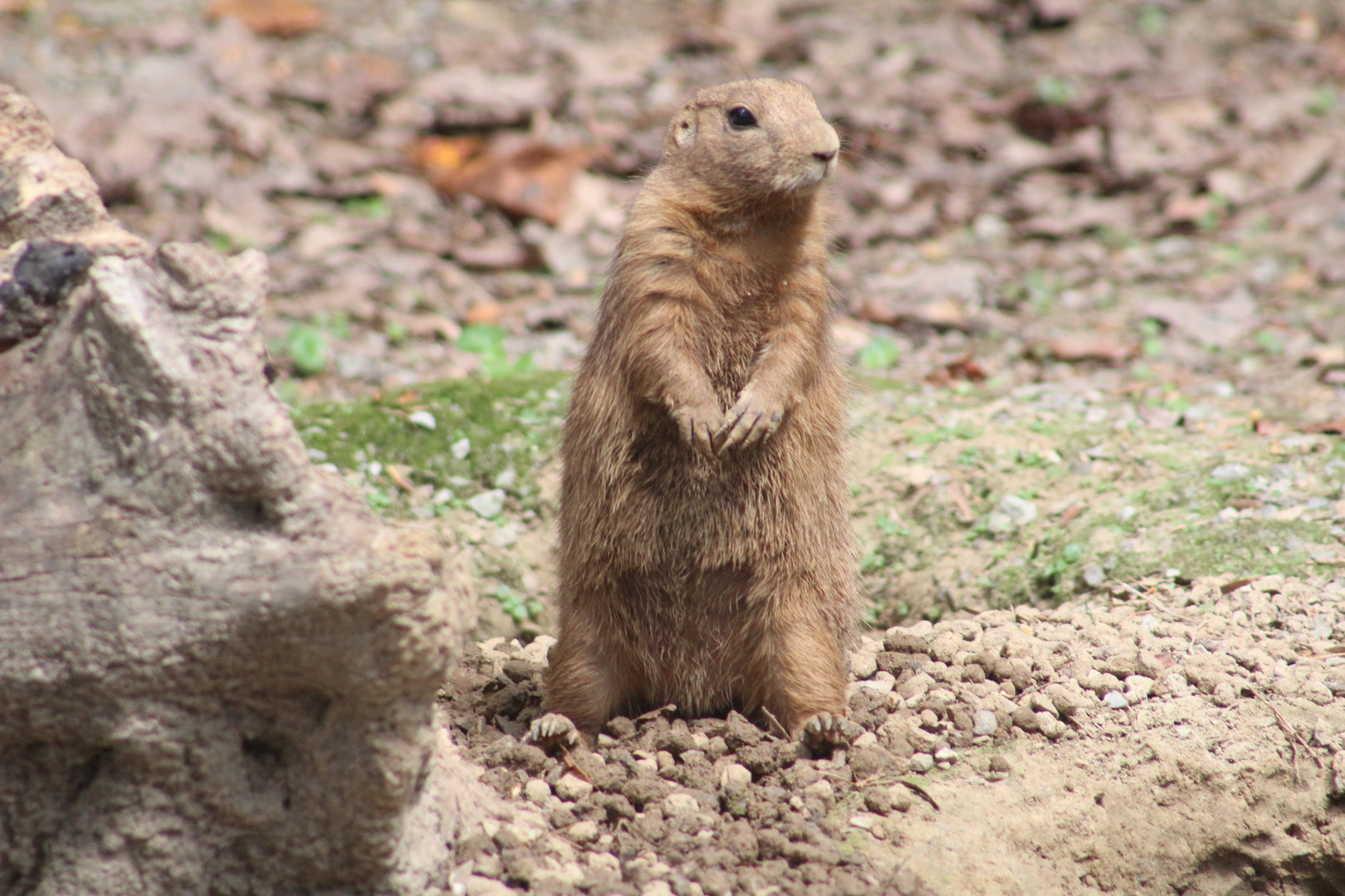 Prairie dog
