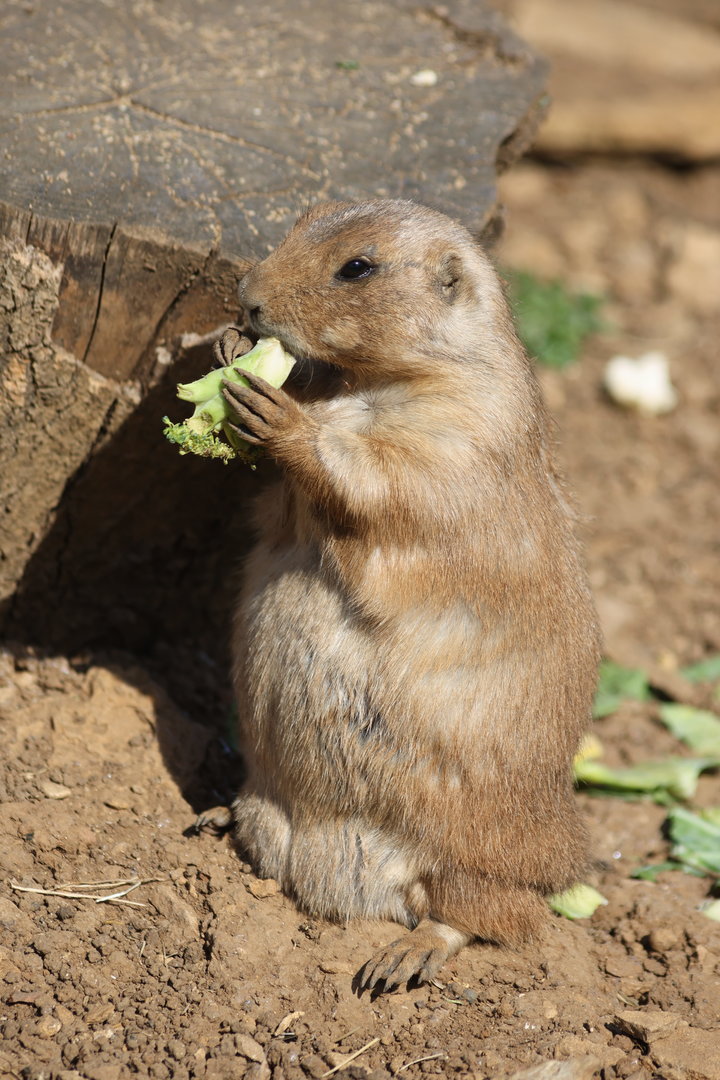 Prairie Dog