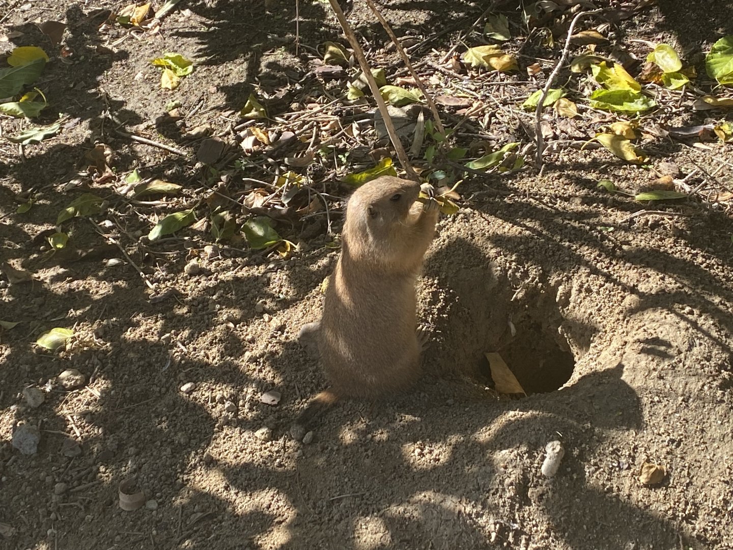 Prairie dog