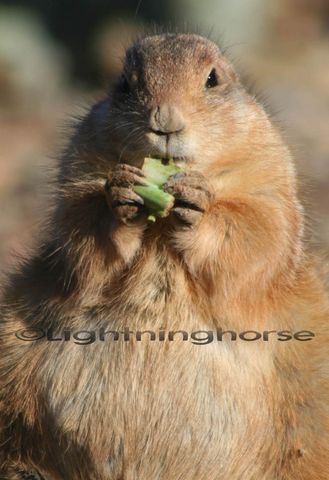 Prairie Dog