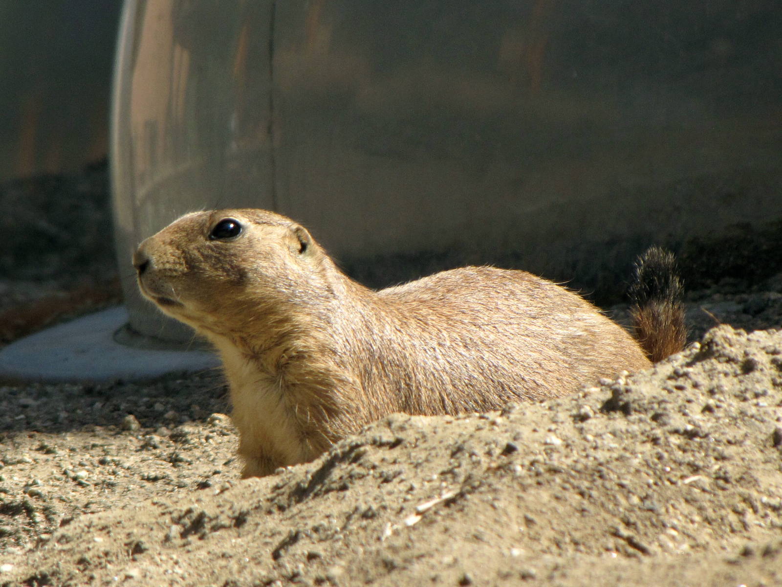 Prairie Dog