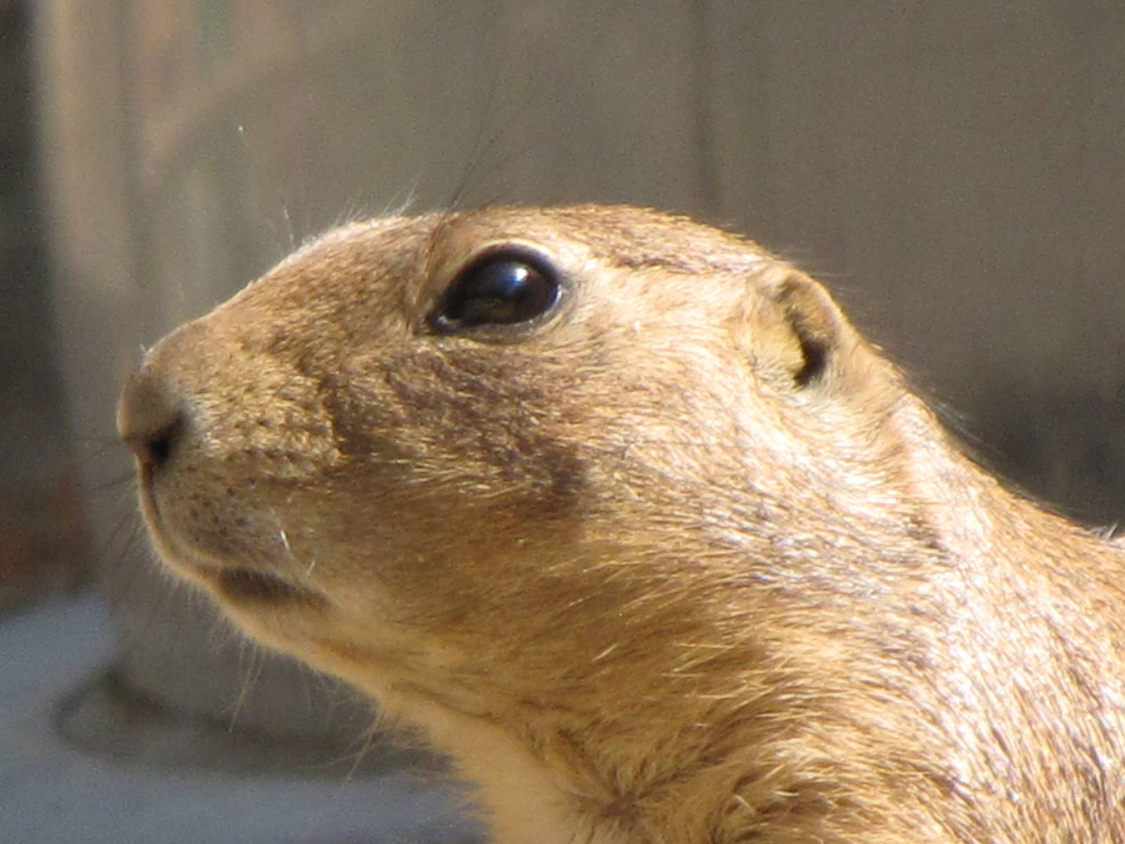 Prairie Dog