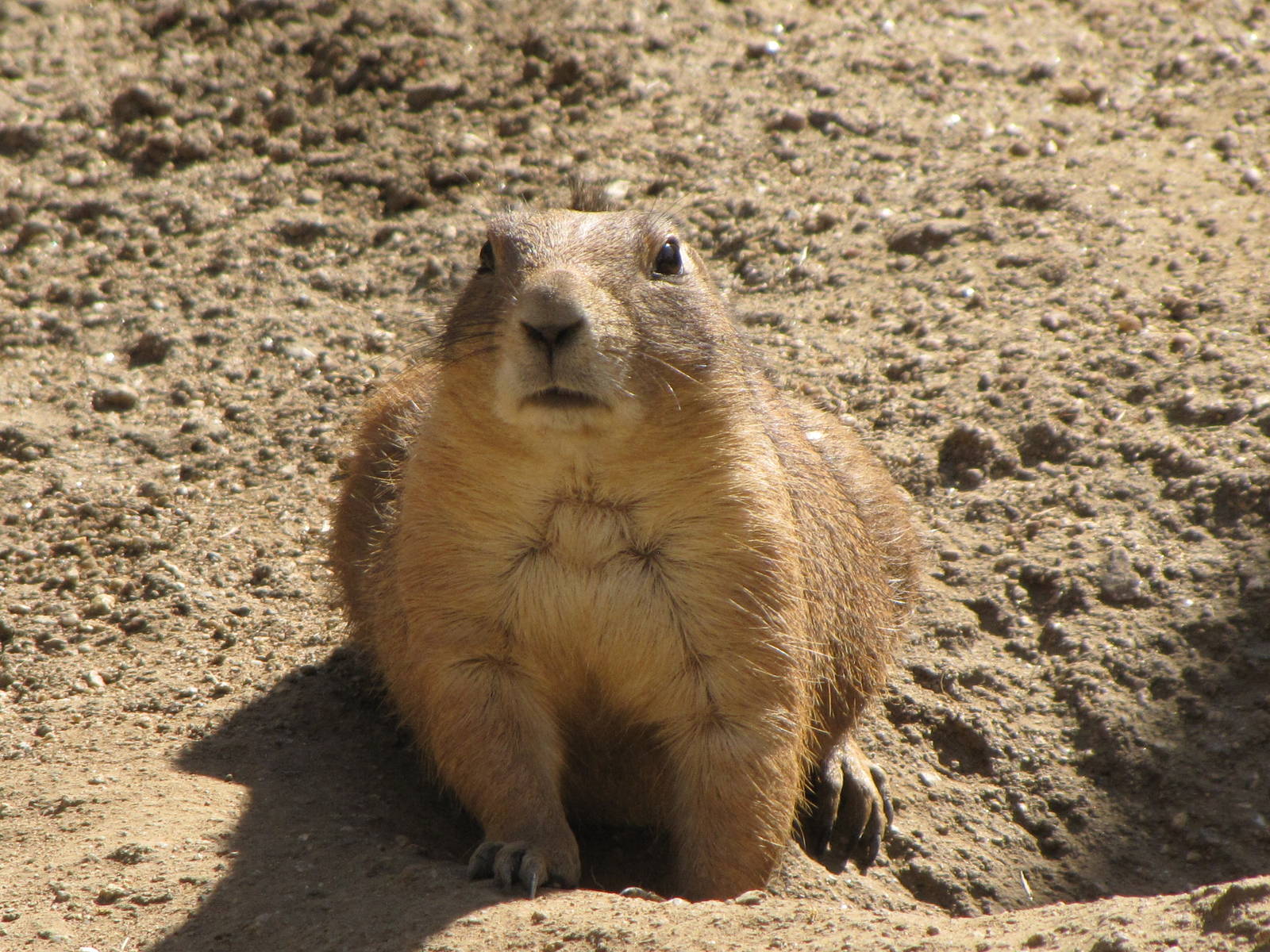 Prairie Dog