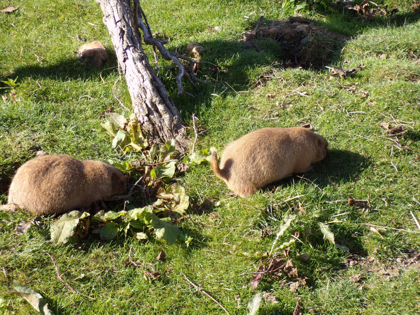 Prairie dogs 14.10.23