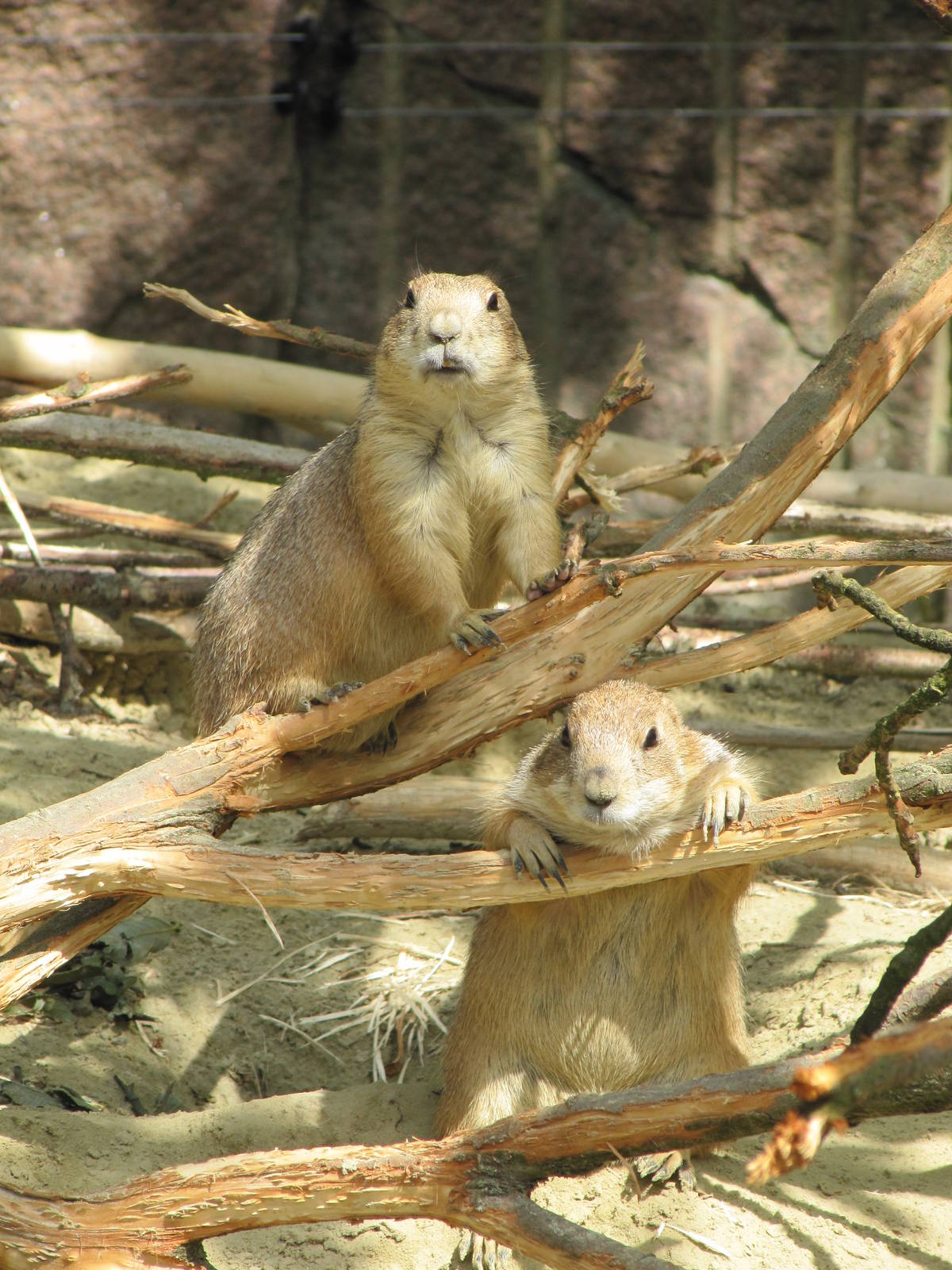 Prairie Dogs 2010