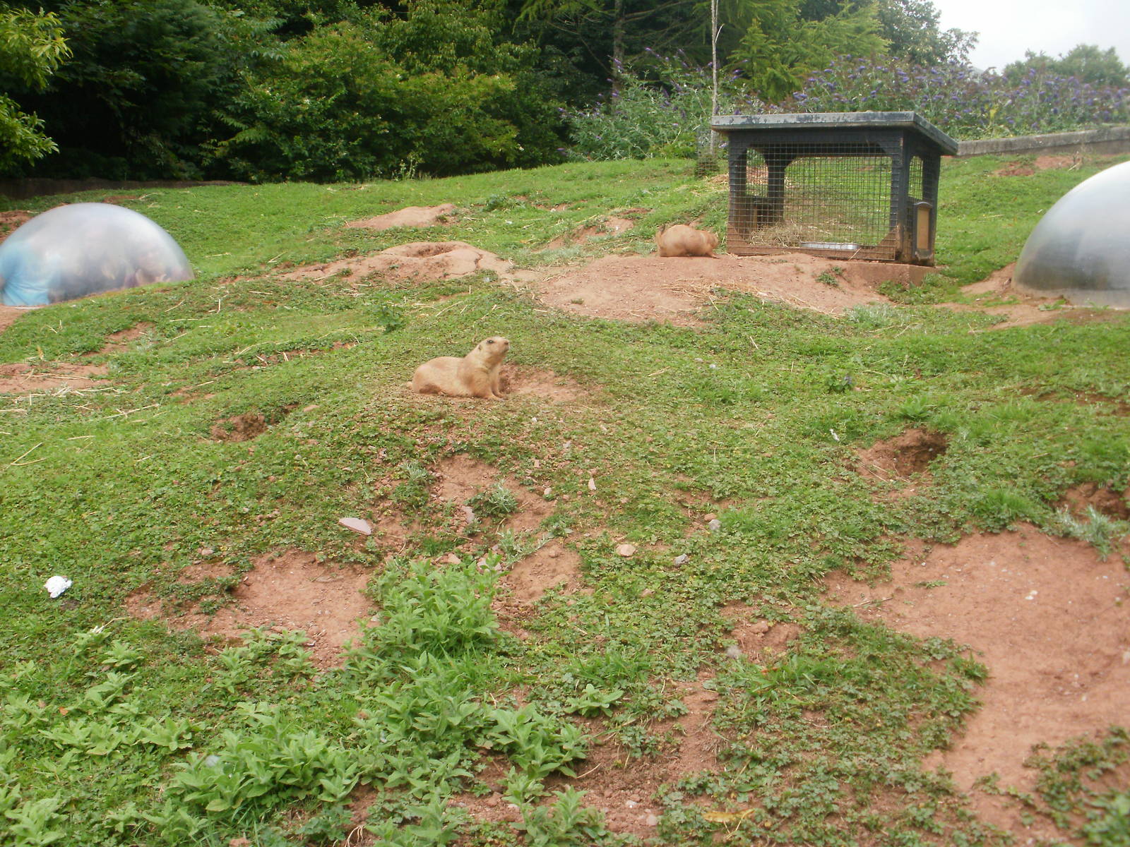 Prairie Dogs - 27.07.2010