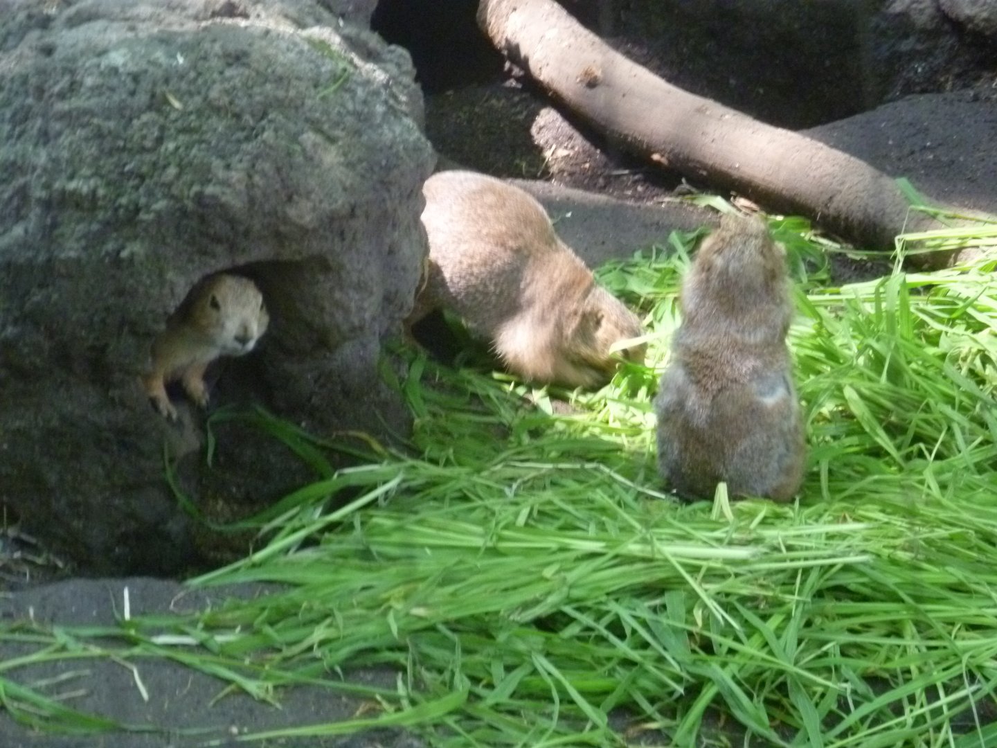 prairie dogs and big brunch