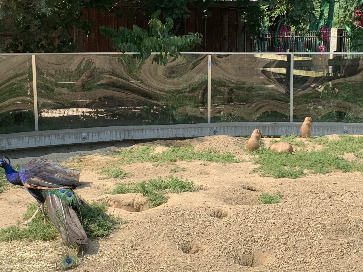 Prairie Dogs and peacock