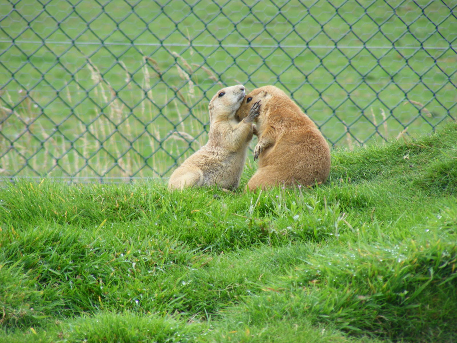 Prairie dogs at Noah's Ark Zoo Farm, 31 July 2010