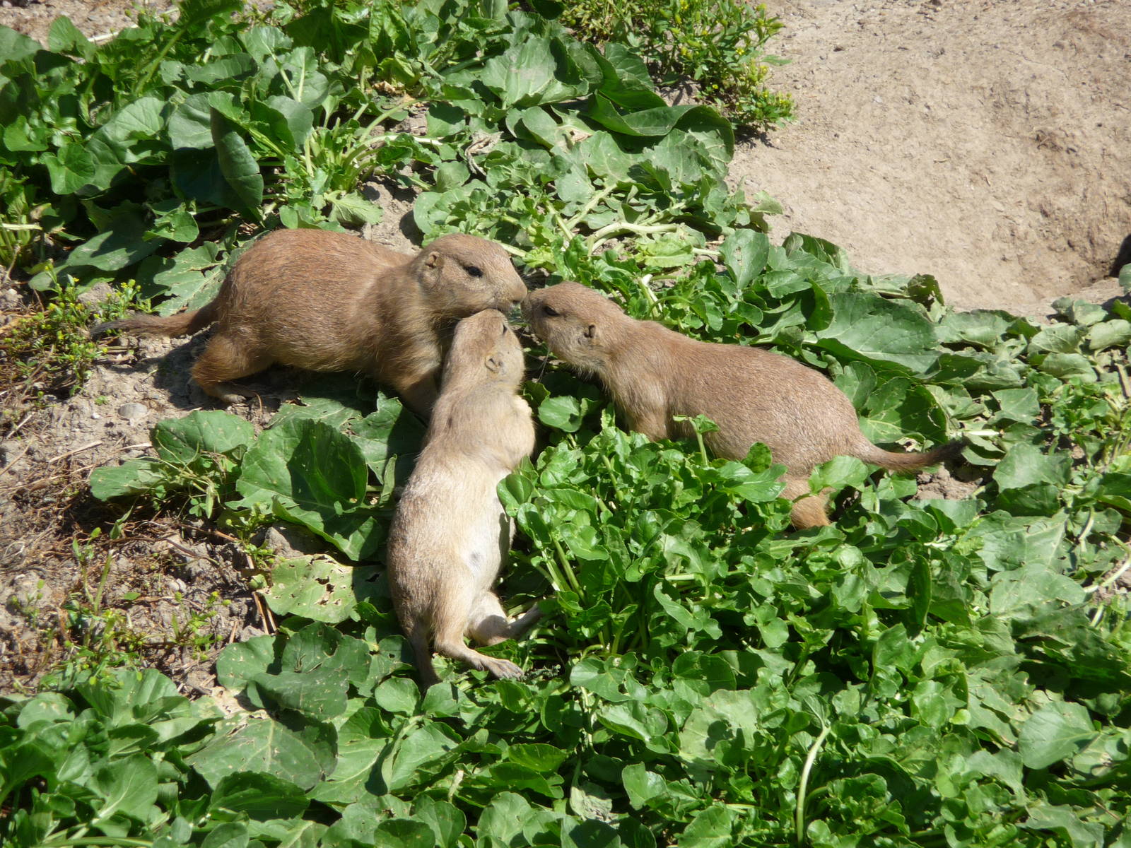 Prairie Dogs - Detroit Zoo