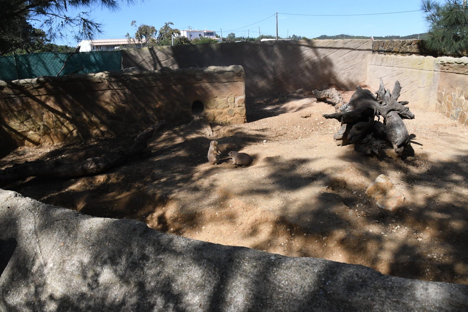 Prairie-Dogs exhibit