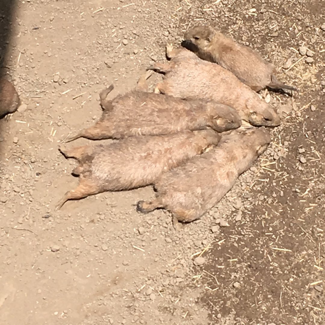 Prairie Dogs | Henry Vilas Zoo