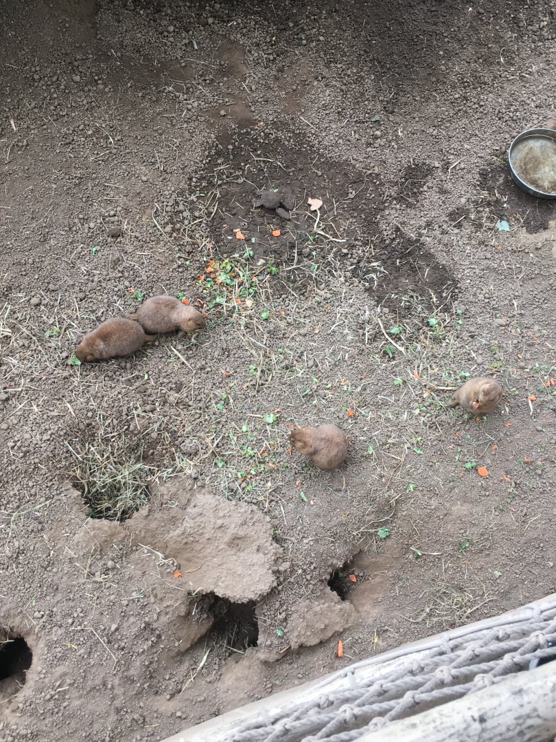 Prairie Dogs | Henry Vilas Zoo